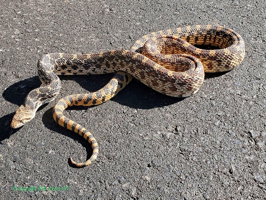 Great Basin gopher snake (Pituophis catenifer deserticola)